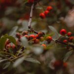 hawthorne plant with berries